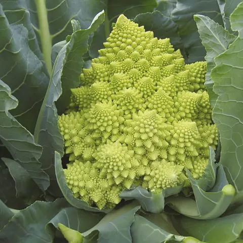 Mr Fothergills Cauliflower Veronica Veg Plants