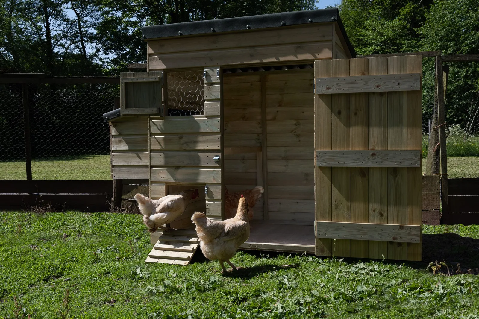 Large Hen House — view 3 of 21