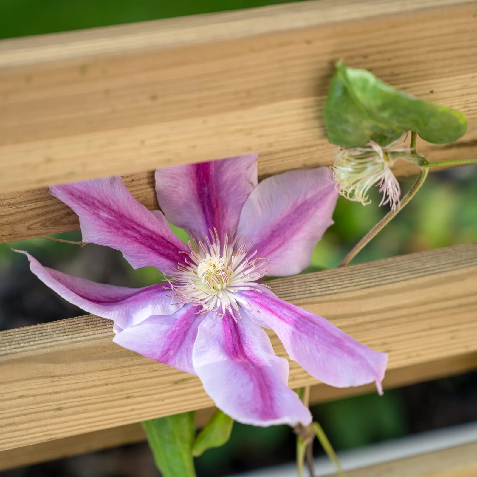 Living Screen Planter — view 3 of 7
