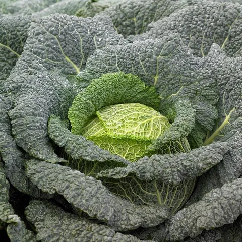 Mr Fothergills Cabbage Cordoba Vegetable Plants