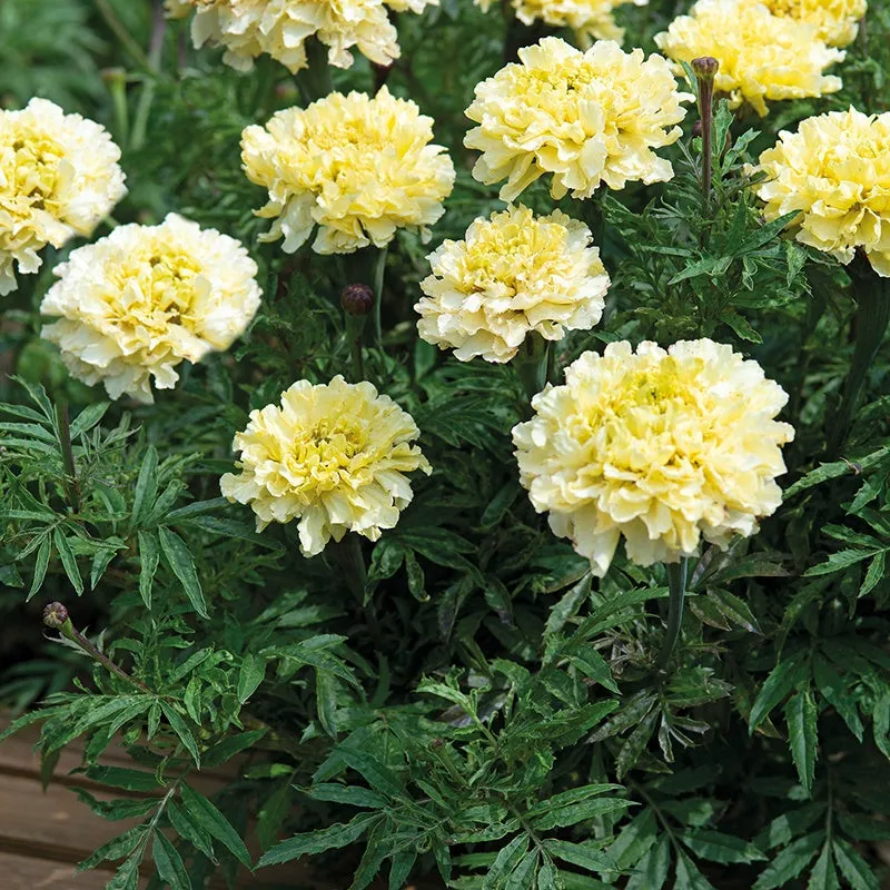 Mr Fothergills Marigold (African) Sugar & Spice White Flower Seeds — view 3 of 3