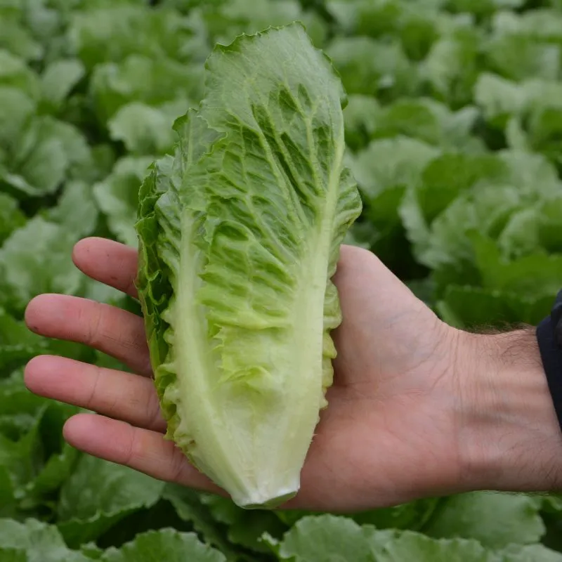 Mr Fothergills Lettuce Greenspy — view 2 of 3