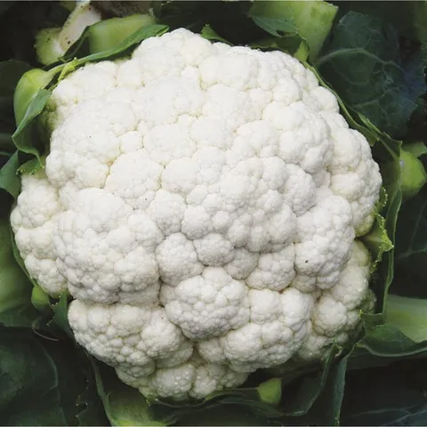 Mr Fothergills Cauliflower Seoul F1 Veg Plants