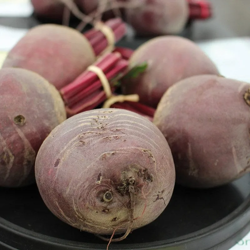 Mr Fothergills Beetroot Pablo Vegetable Plants