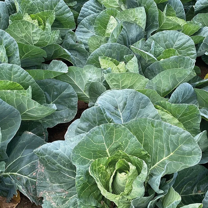 Mr Fothergills Cabbage Wintergreen Vegetable Seeds — view 3 of 3
