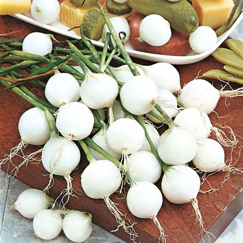 Mr Fothergills Onion De Paris (Silverskin) Vegetable Seeds — view 3 of 3