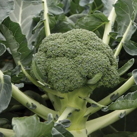 Mr Fothergills Calabrese Monclano F1 Veg Plants
