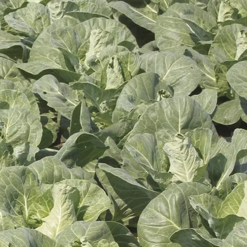 Mr Fothergills Cabbage Regency F1 Veg Plants