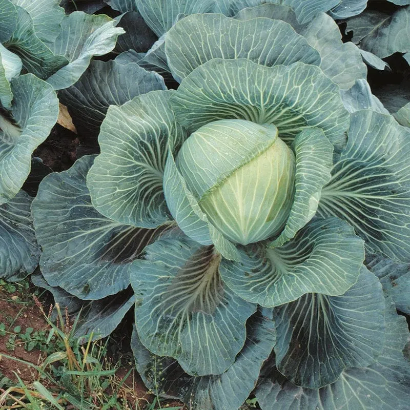 Mr Fothergills Cabbage Kilaton F1 AGM Veg Plants