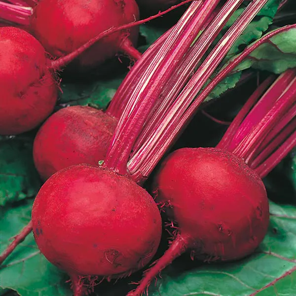 Mr Fothergills Beetroot Boltardy Seeds — view 3 of 3