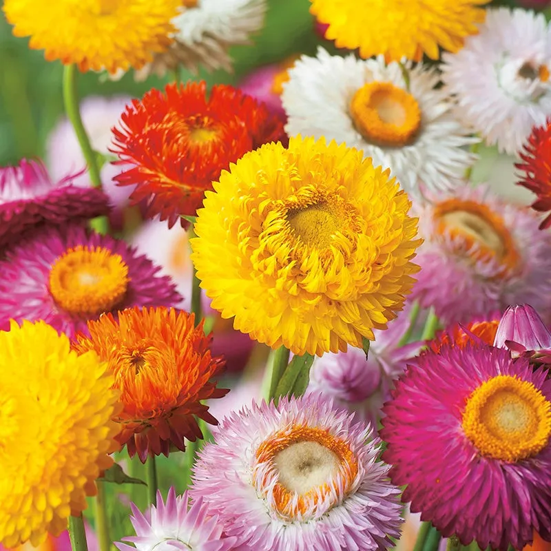 Mr Fothergills Helichrysum Strawflower Seeds — view 3 of 3