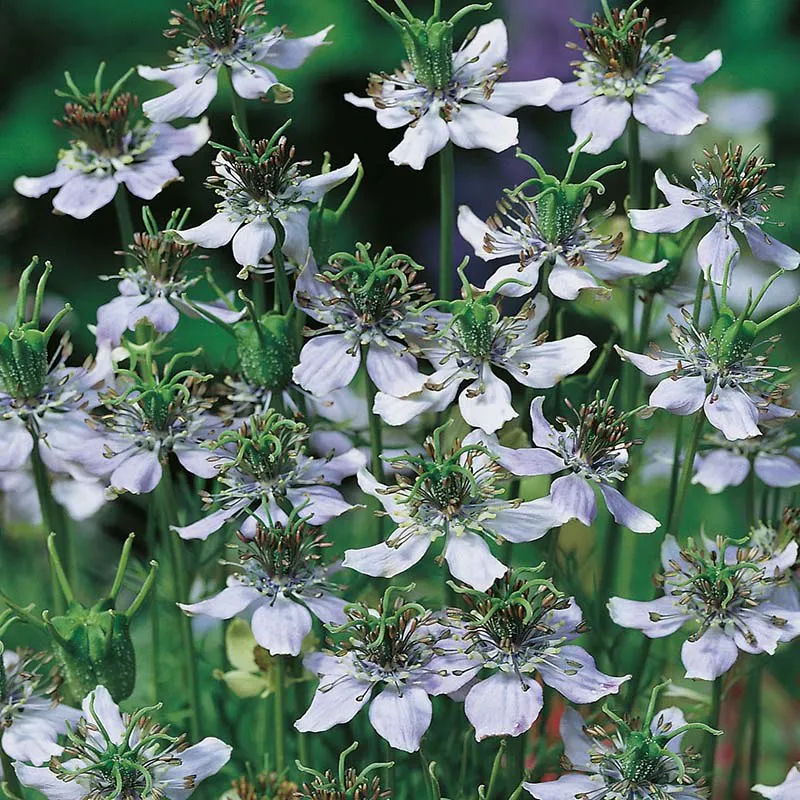 Mr Fothergills Nigella Black Caraway Seeds — view 3 of 3