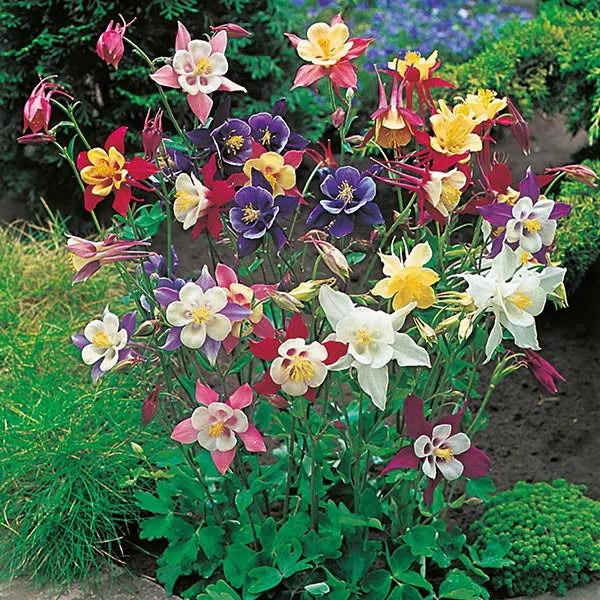 Mr Fothergills Aquilegia McKana Giants Mixed Seeds — view 3 of 3