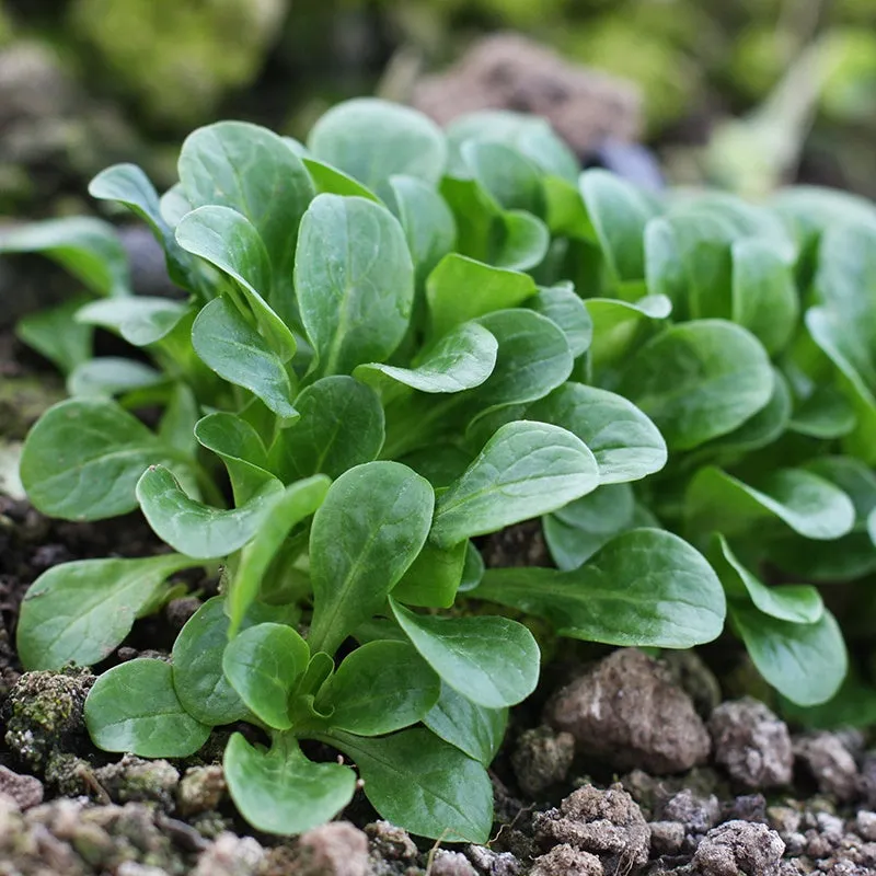 Mr Fothergills Lambs Lettuce Vit Vegetable Seeds — view 3 of 3