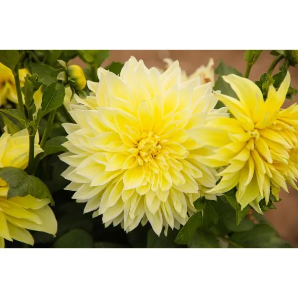 Mr Fothergills Dahlia Kelvin Floodlight Flower Plant — view 3 of 3