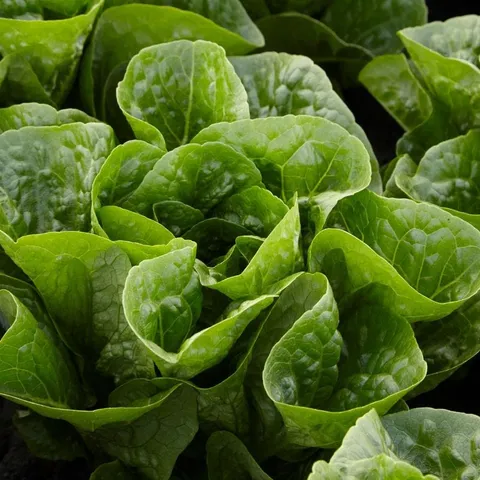 Mr Fothergills Lettuce Tamago