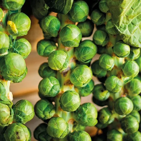 Mr Fothergills Brussels Sprout Windsor F1