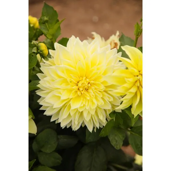 Mr Fothergills Dahlia Kelvin Floodlight Flower Plant — view 2 of 3
