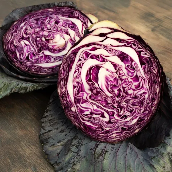Mr Fothergills Cabbage Redbowl Vegetable Plants — view 2 of 3