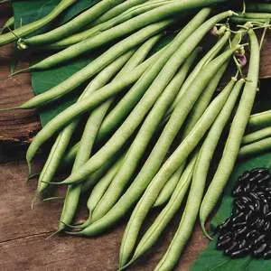 Mr Fothergills Climbing French Bean Cobra AGM Vegetable Plants