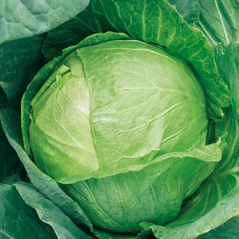 Mr Fothergills Cabbage Mozart F1 Veg Plants