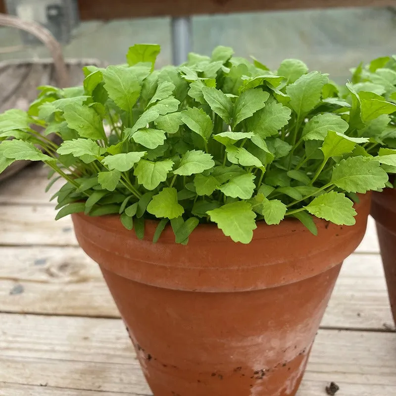 Mr Fothergills Cress Pepper Vegetable Seeds — view 3 of 3