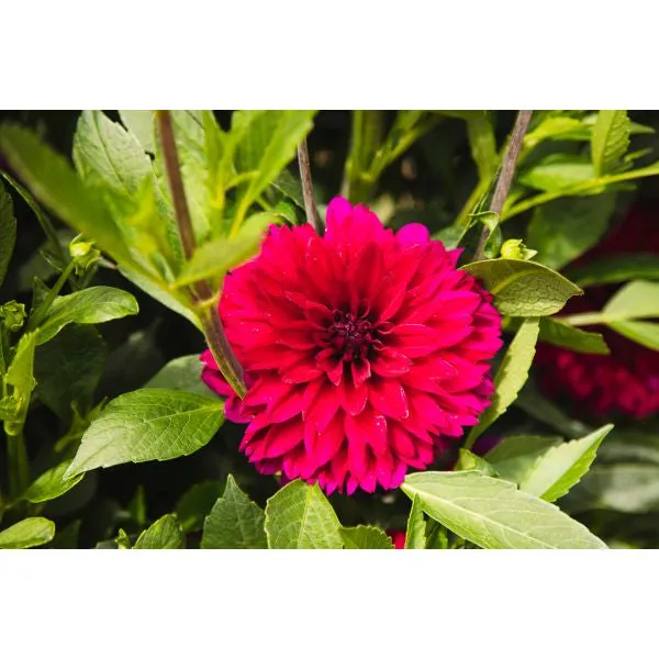 Mr Fothergills Dahlia Mister Blue Flower Plant — view 2 of 3