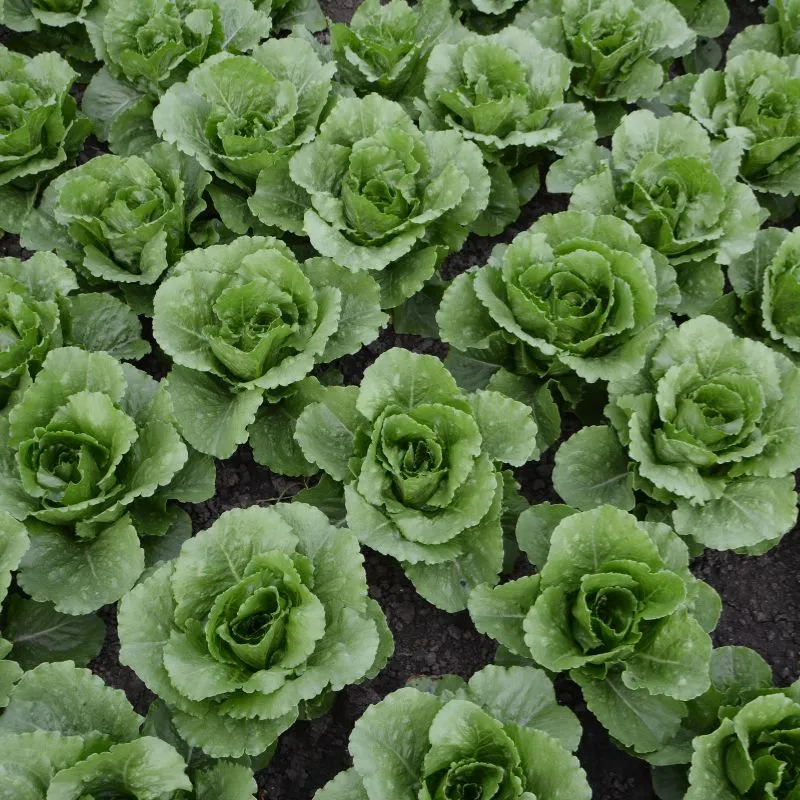 Mr Fothergills Lettuce Greenspy — view 3 of 3