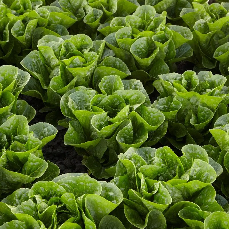 Mr Fothergills Lettuce Tamago — view 2 of 3