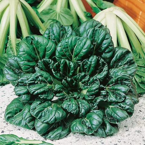 Mr Fothergills Tatsoi Rozetto F1 Plants