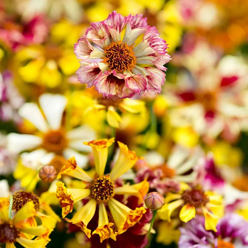 Mr Fothergills Coreopsis Incredible! Sea Shells Mix Flower Seeds — view 3 of 3