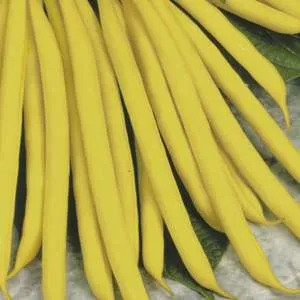 Mr Fothergills Dwarf French Bean Sonesta AGM Vegetable Plants