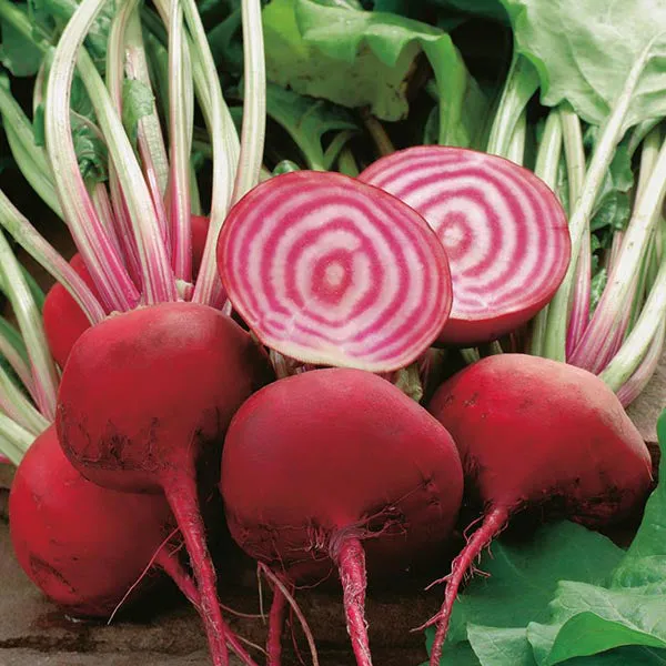 Mr Fothergills Beetroot Chioggia — view 3 of 3