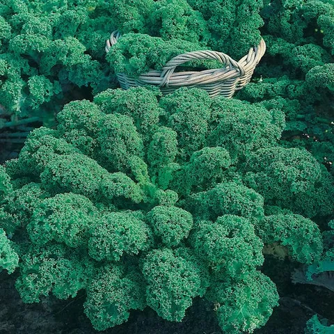 Mr Fothergills Kale Dwarf Green Curled Vegetable Plants