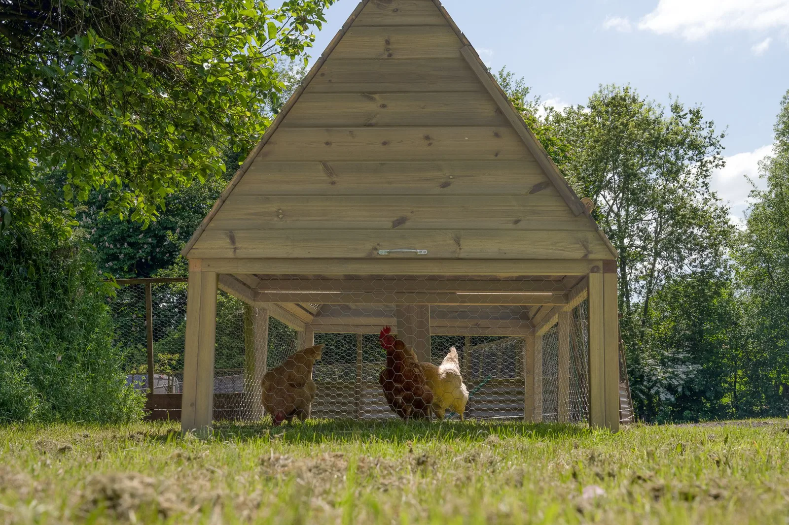 Large Raised Chicken Coop — view 3 of 26
