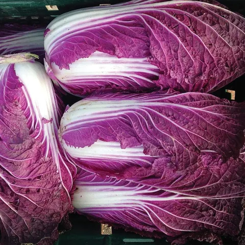 Mr Fothergills Chinese Cabbage Scansie F1 Plants