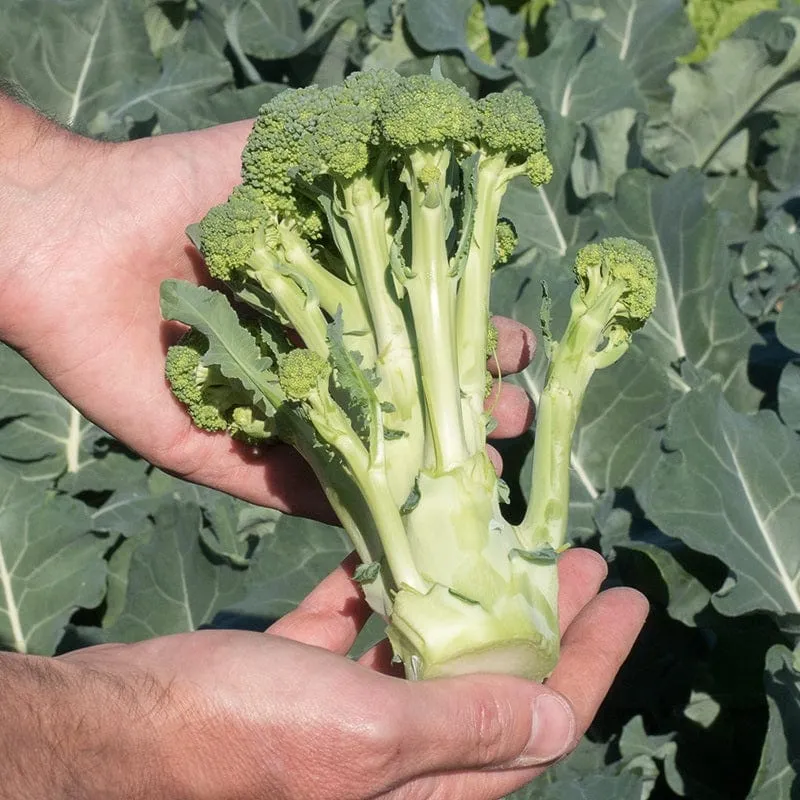 Mr Fothergills Broccoli (Sprouting) Montebello F1 Plants