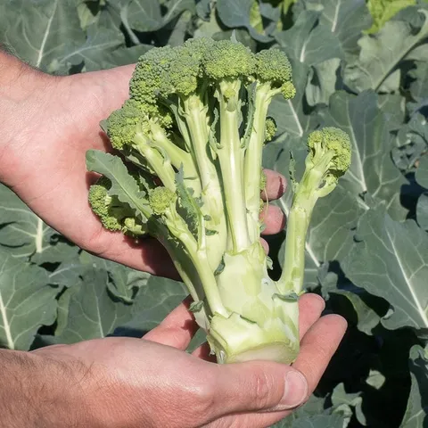 Mr Fothergills Broccoli (Sprouting) Montebello F1 Plants