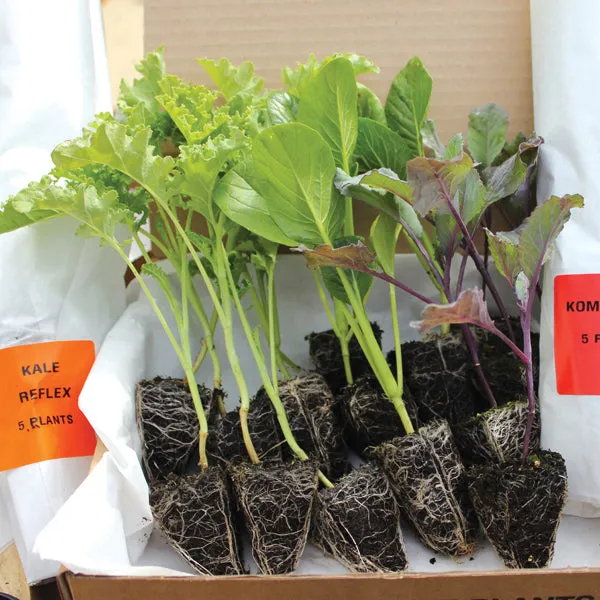 Mr Fothergills Beetroot Pablo Vegetable Plants — view 2 of 2