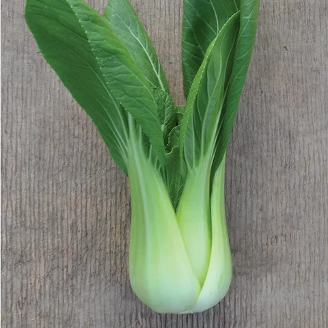 Mr Fothergills Pak Choi Goku F1 Plants
