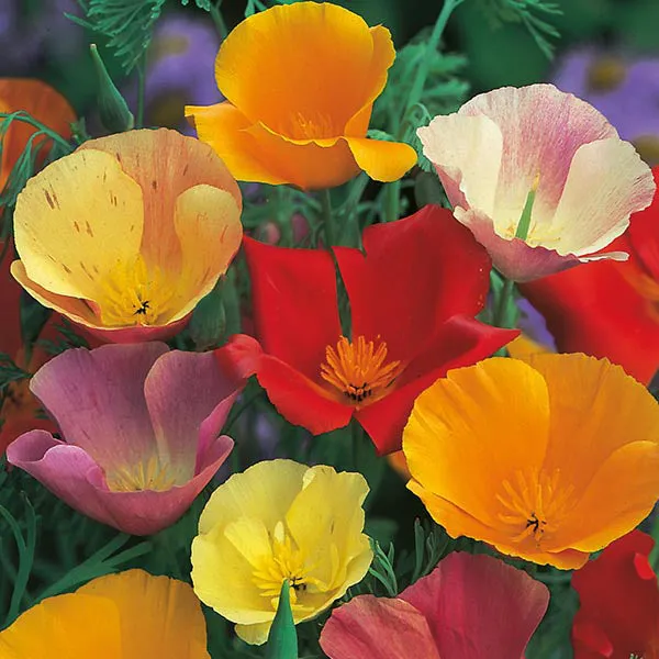 Mr Fothergills Californian Poppy Single Mixed Seeds — view 3 of 3