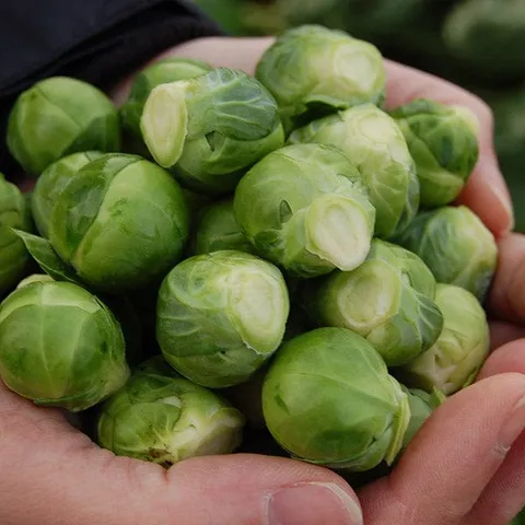 Mr Fothergills Brussels Sprout Brodie F1 Plants