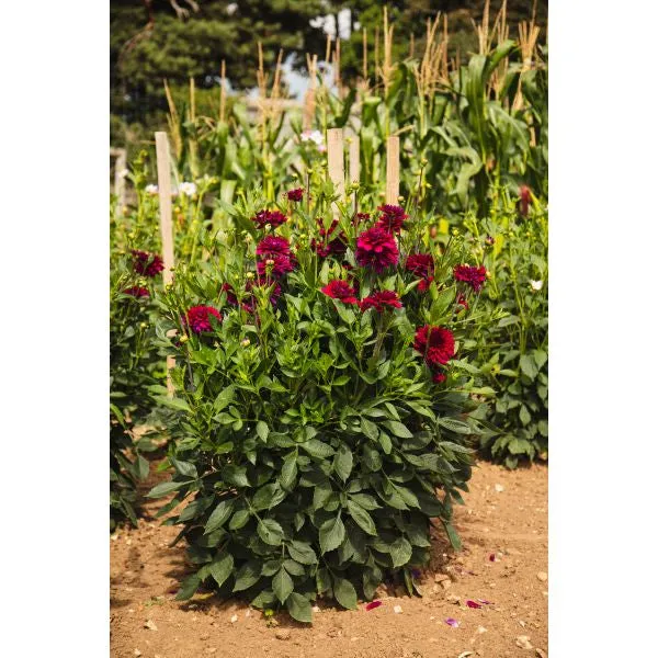 Mr Fothergills Dahlia Mister Blue Flower Plant — view 3 of 3