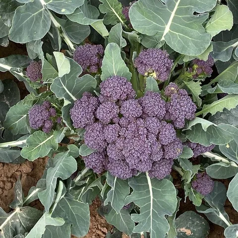 Mr Fothergills Broccoli Burgundy Vegetable Plants