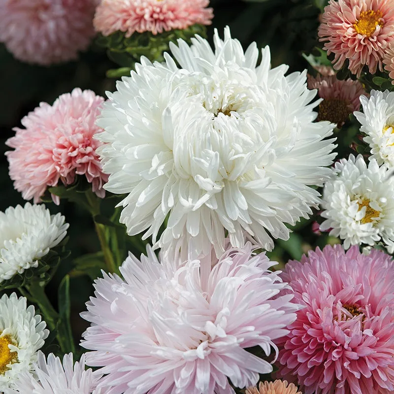 Mr Fothergills Aster The Roses Flower Seeds — view 3 of 3