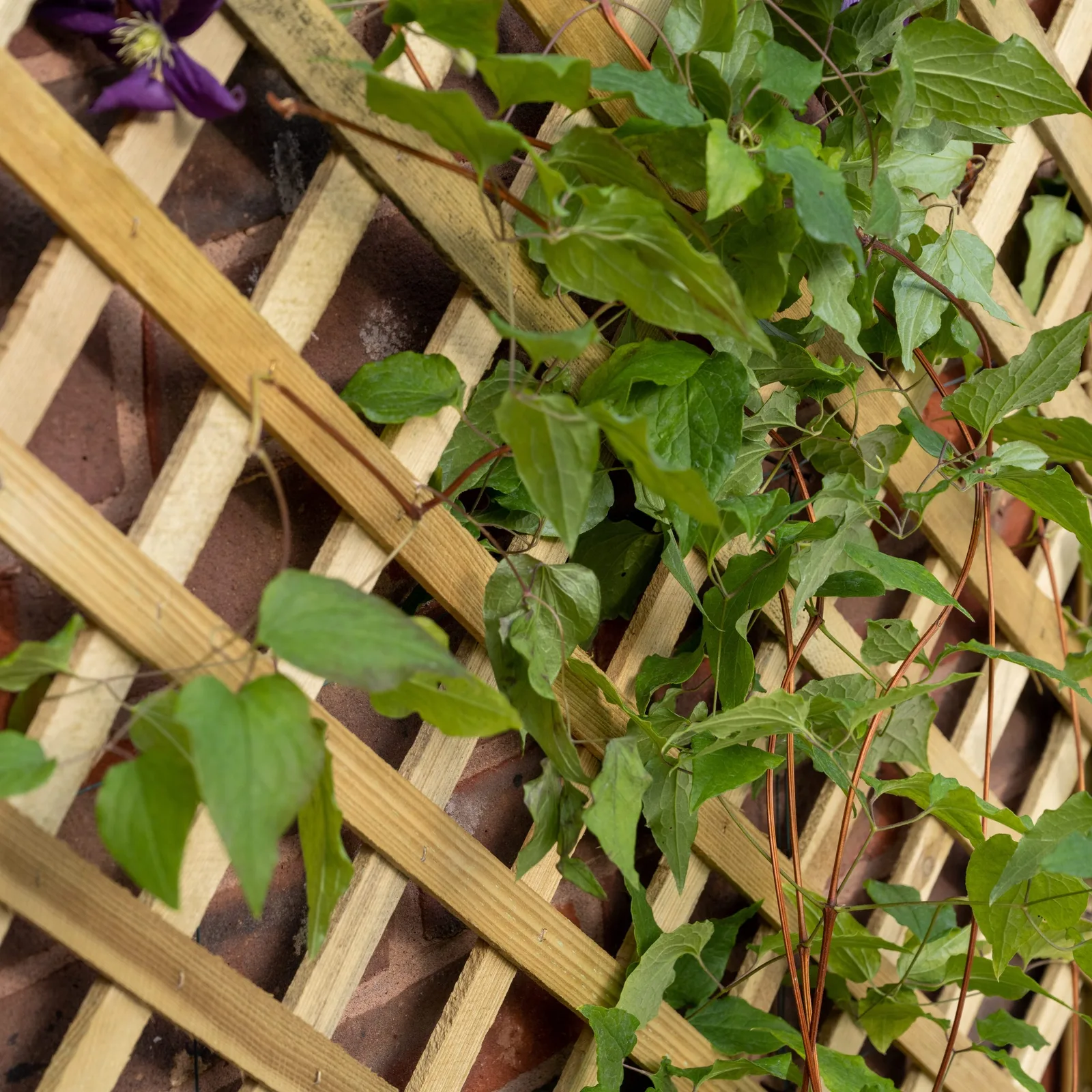 Trellis Planter — view 3 of 4