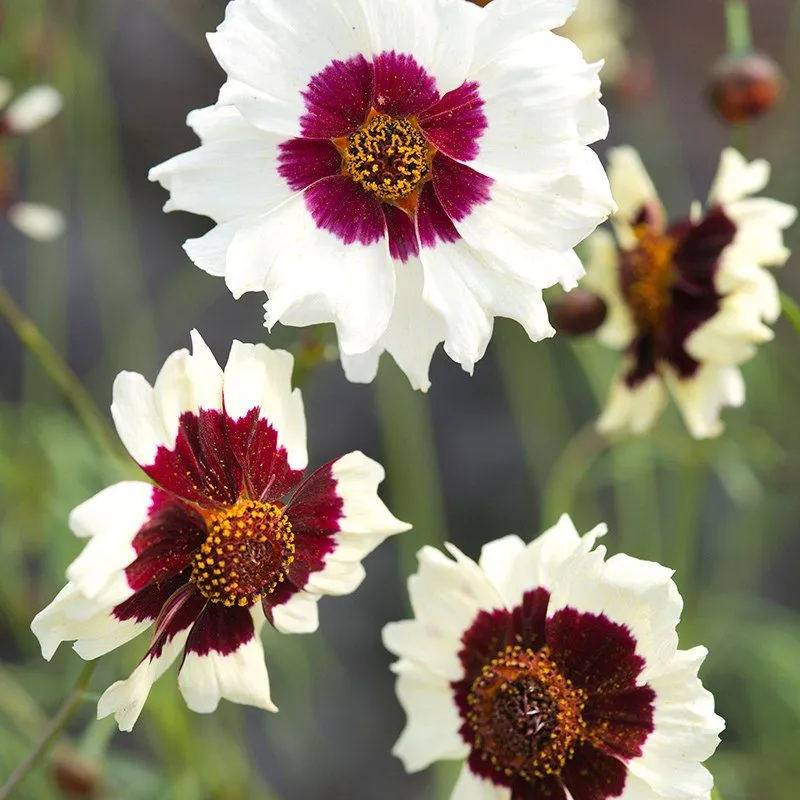 Mr Fothergills Coreopsis Incredible! Swirl Flower Seeds — view 3 of 3