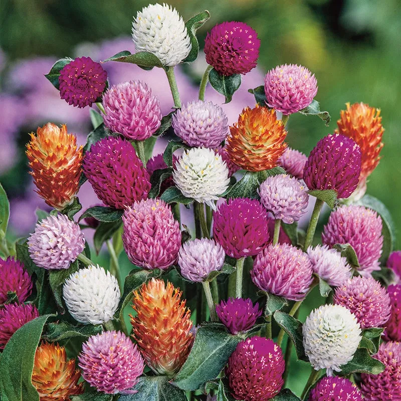 Mr Fothergills Gomphrena Mixed Flower Seeds — view 3 of 3