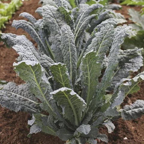 Mr Fothergills Kale Nero di Toscana Plants